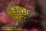 Pine Cone Fish 01tc 3504 copy