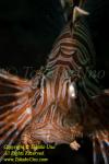 Scorpionfish 11t Lionfish 4152 copy