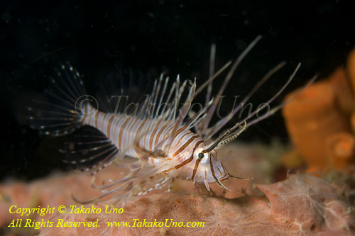 Scorpionfish 14tc Lionfish juv 4031 copy