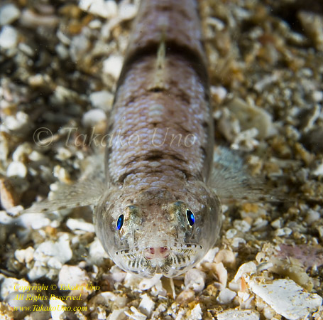 Lizardfish 01tc 0829 copy