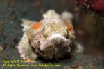 Scorpionfish 20tc False Stonefish 4572 copy