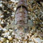 Lizardfish 01tc 0829 copy