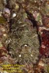 Scorpionfish 04tc 3346 copy