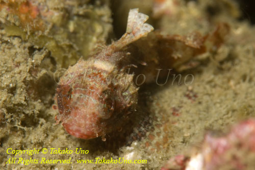 Scorpionfish 03tc 3341 copy