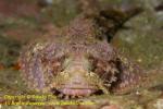 Scorpionfish 15c 4141 copy