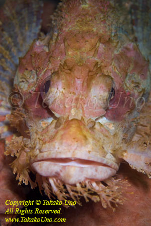 Scorpionfish 13t Tasseled 3764 copy