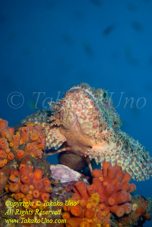 Scorpionfish 06t Tasseled 4365 copy