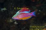 Wrasse 02tc Flasher, male, of, Paracheilinus cyaneus mostly