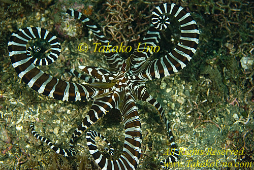 Octopus 02tc Wunderpus 015 copy