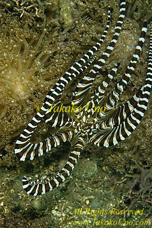 Octopus 03t Wunderpus 0151 copy