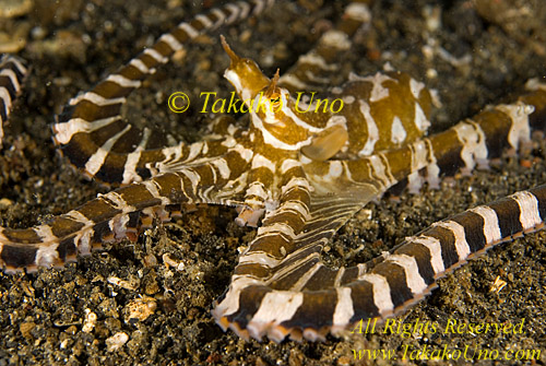 Octopus 06t Wunderpus 0193 copy