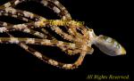 Octopus 13tc Wunderpus 022 copy