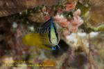 Dottyback 01tc1 Splendid 0295