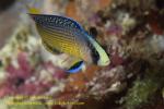 Dottyback 05tc Splendid 0297