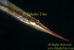 Razor Fish 04t 0001 copy