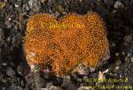 Anemone fish 26t eggs 0281 copy