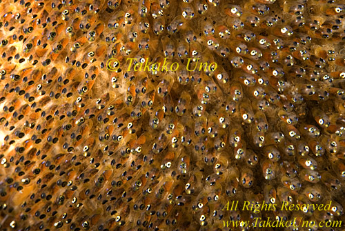 Anemone fish 02t eggs 213