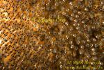 Anemone fish 02t eggs 213