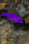 Dottyback 01tc Magenta 0280