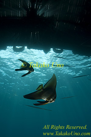 Batfish 12tc Tall Fin 0195 copy