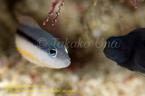 Dottyback 06tc Black-stripe & Black Blenny 03