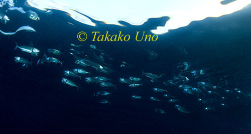 Big Mouth Mackerel 04tc & reflection