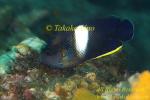 Angel Fish 01tc Centropyge ribicen 0265