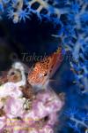 Hawkfish 04tc Spotted 0306