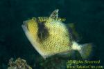 Trigger Fish 01tc Titan subadult