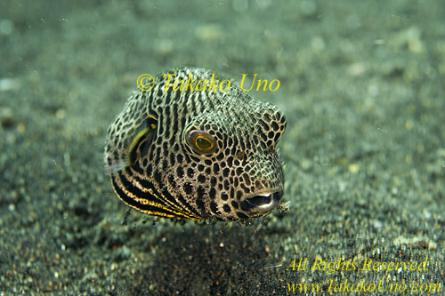 Pufferfish 06tc 0261 copy