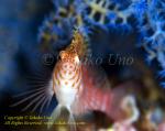 Hawkfish 02tc Spotted 0302