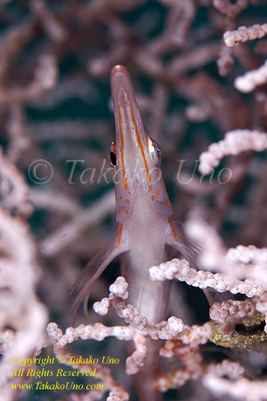 Hawkfish 06tc Longnose 034 copy