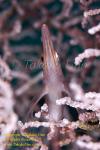 Hawkfish 06tc Longnose 034 copy