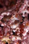 Seahorse 01tc Bargibanti Pygmy 0163