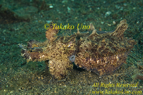 Flamboyant Cuttlefish 01t  copy