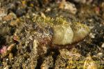 Cuttlefish 01tc stubby walker (walks similar as Flamboyant Cuttlefish)