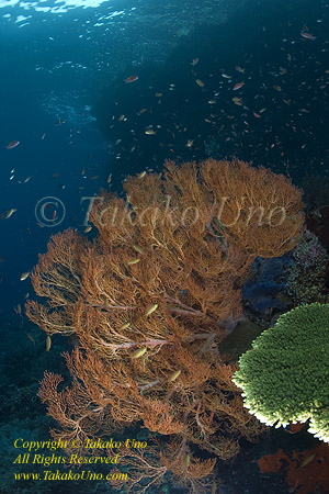 Coral 01tc Sea Fan 0122 copy