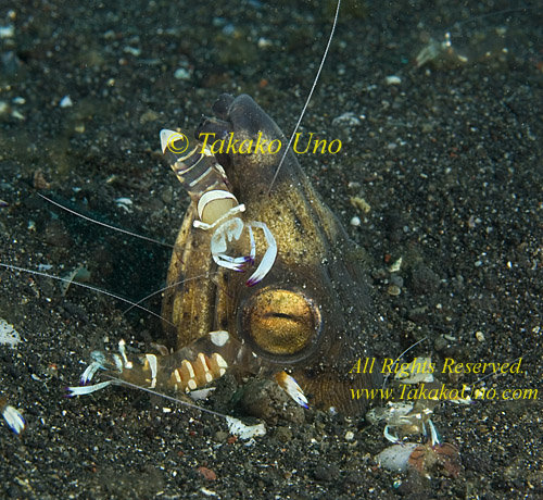 Eel 10tc Snake, Ophichthus, Black-tail, with commensal shrimps cleaning