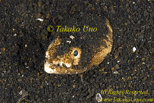 Eel 05tc Crocodile Snake, Brachysomophis crocodilinus