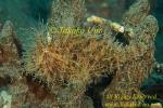 Frogfish 31tc Striated 009 copy