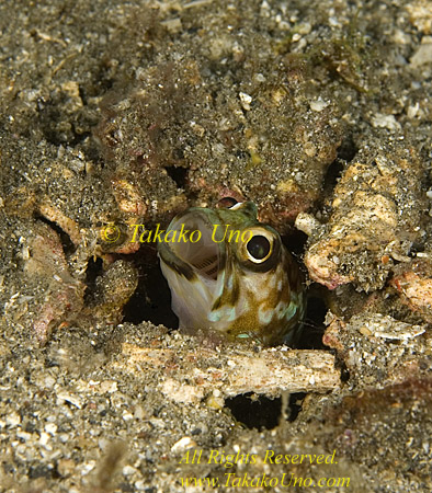 Jawfish 02tc Ring-eyed 034 copy