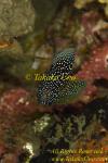 Dottyback 01tc Comet Fish  copy