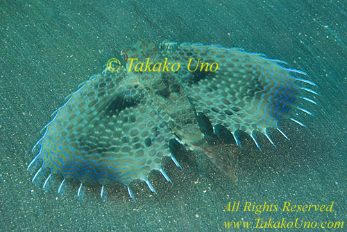 Flying Gurnard 04t 0097 copy