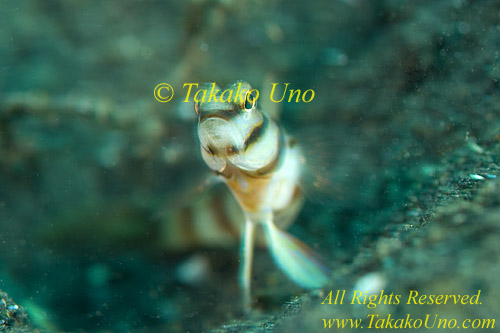 Goby 07tc Diagonal Prawn 0 copy