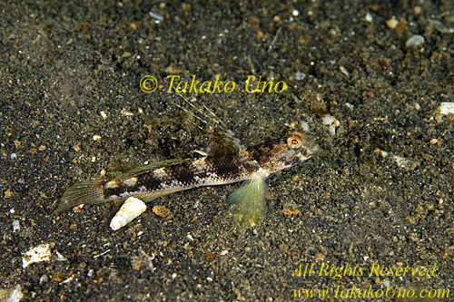 Goby 08tc Vanderhostii male 0214