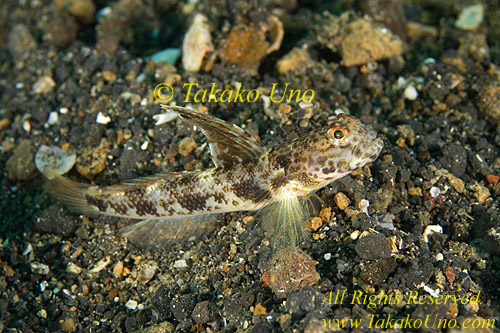 Goby 10tc Vanderhostii female 0144