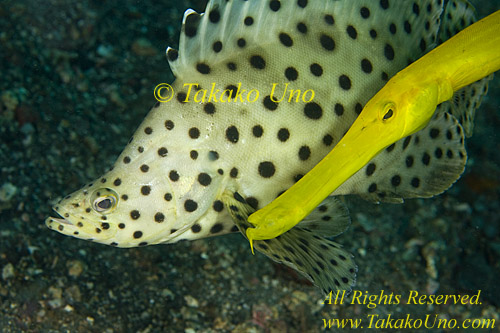 Grouper 04tc Barramundi & Trumpet