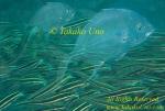 Jack 04t Threadfin subadult copy