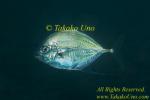 Jack 01tc Threadfin subadu copy