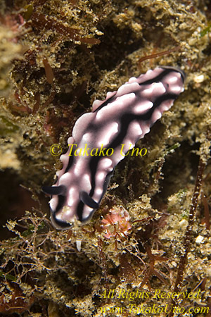 Nudibranch 26tc Phyllidia  copy